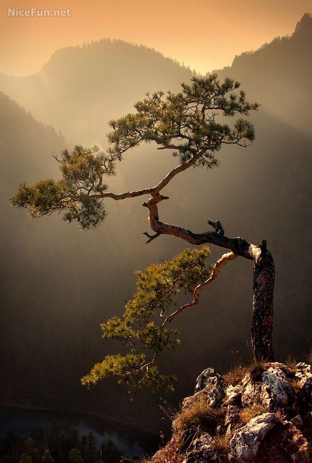 Natural Bonsai Most Beautiful