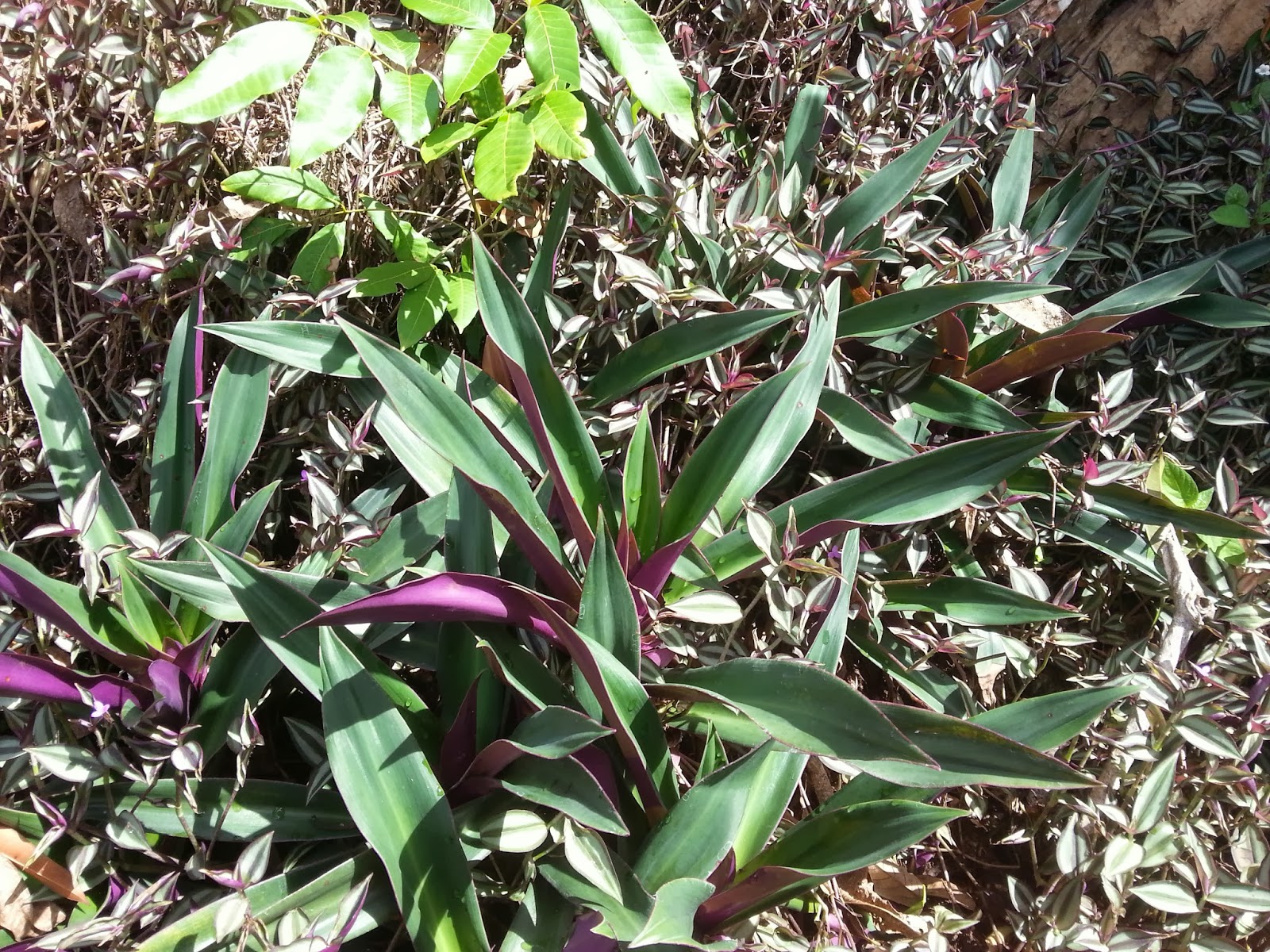 Xing Fu MOSESINTHE CRADLE