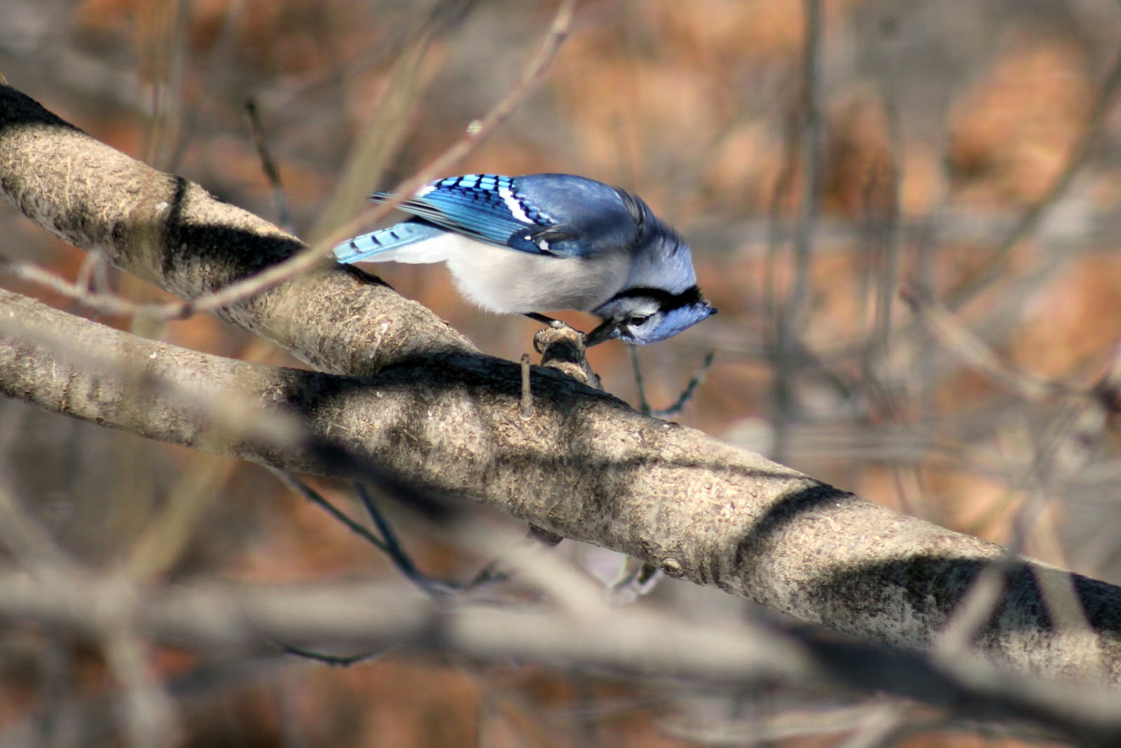 Explore Missouri Blue Jays