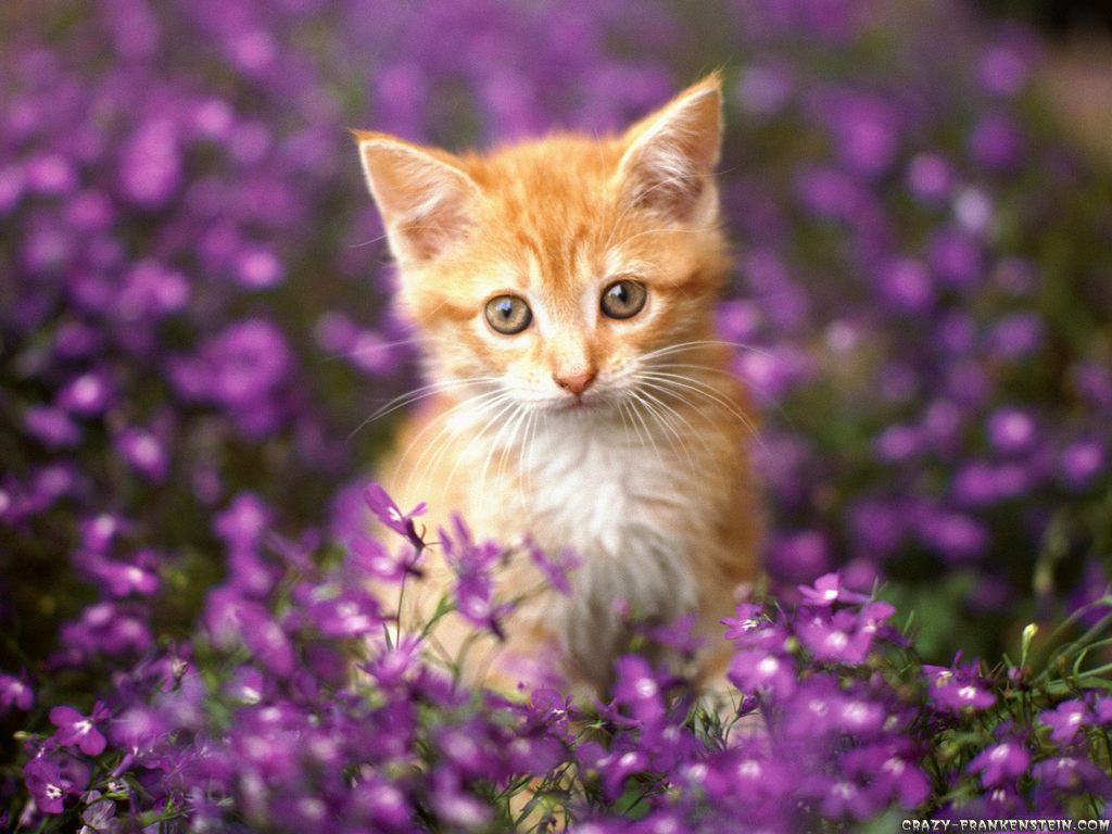 http://2.bp.blogspot.com/-weZFT-oOjTc/UDcXIt8frVI/AAAAAAAACyo/y_MSdvhUKJU/s1600/orange-tabby-cat-wallpaper.jpg