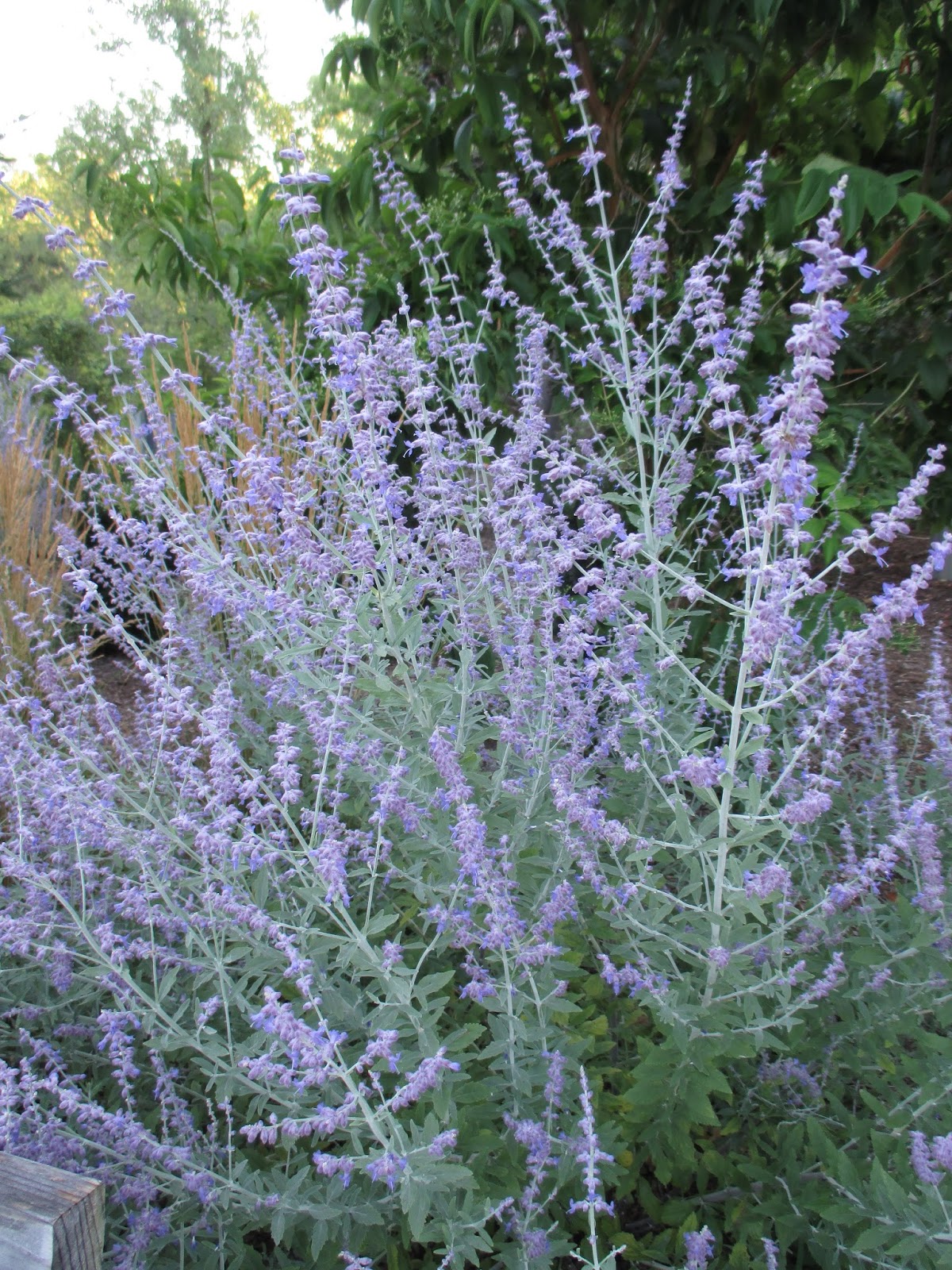 Little Quick Fire Hydrangea Hydrangea Paniculata Smhplqf In