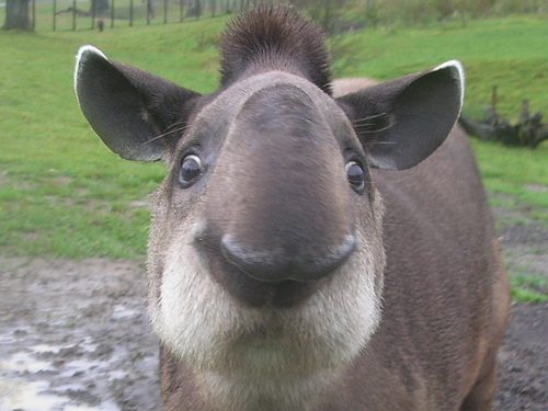 tapir love