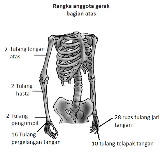 Penyusun gerak disebut organ Berikut Tulang