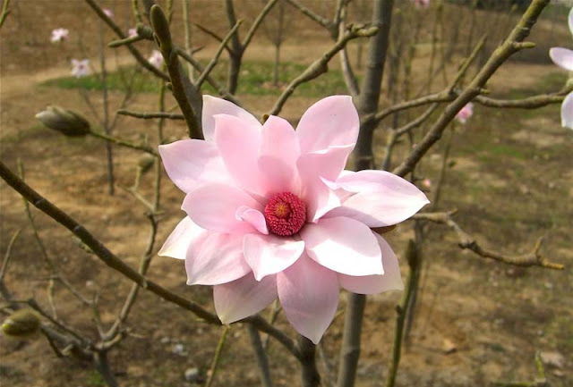 Magnolia Flower Pictures