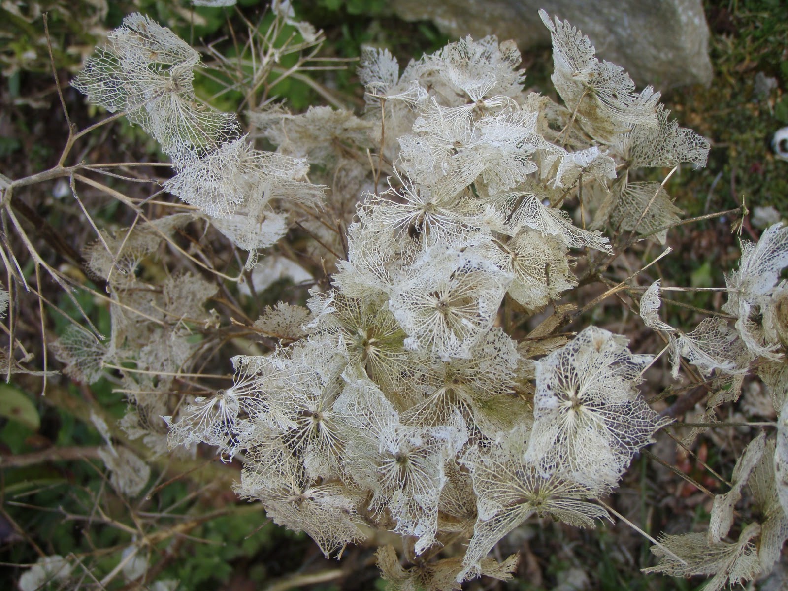 Selma S Stamping Corner And Floral Designs Large Hydrangea