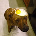 Mπορώ να δίνω στο σκύλο μου αυγά;...