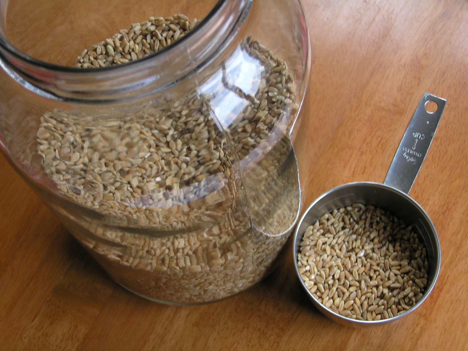 Sprouted Grains for Chickens A Life Unprocessed