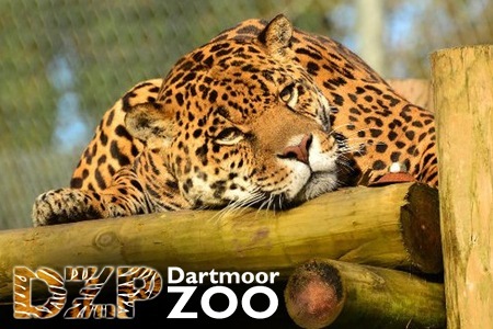 Dartmoor zoo deals