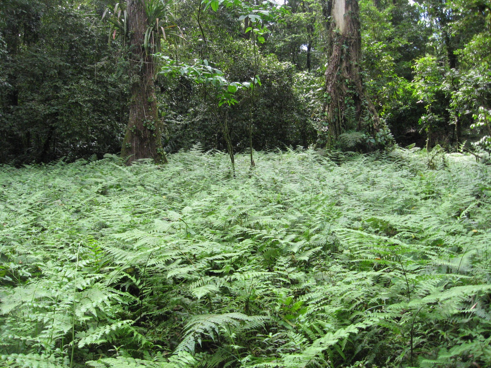 Normal Biology: Exploration at La Selva Biological Station