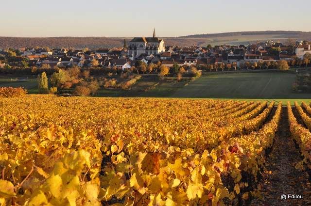 UN SOIR DANS LES VIGNES DE COULANGES-LA-VINEUSE