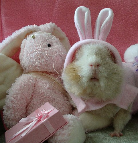 Easter Bunny Guinea Pigs