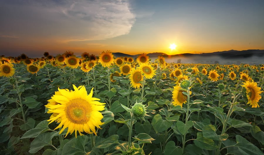 Kata Mutiara Pagi Penuh Semangat Qurhadee Com