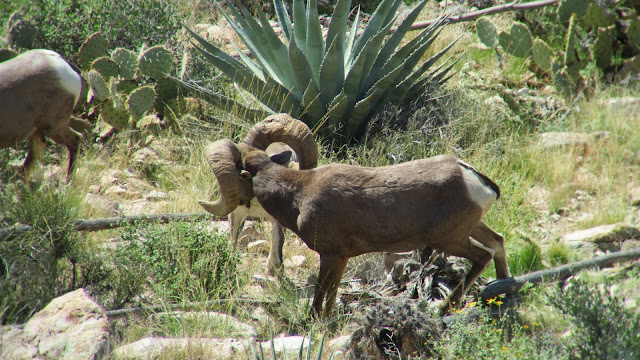 Arizona%2BDesert%2BBighorn%2BSheep%2BHunting%2BThe%2BGnarly%2BRam%2Bwith%2BColburn%2Band%2BScott%2BOutfitters%2B12.JPG
