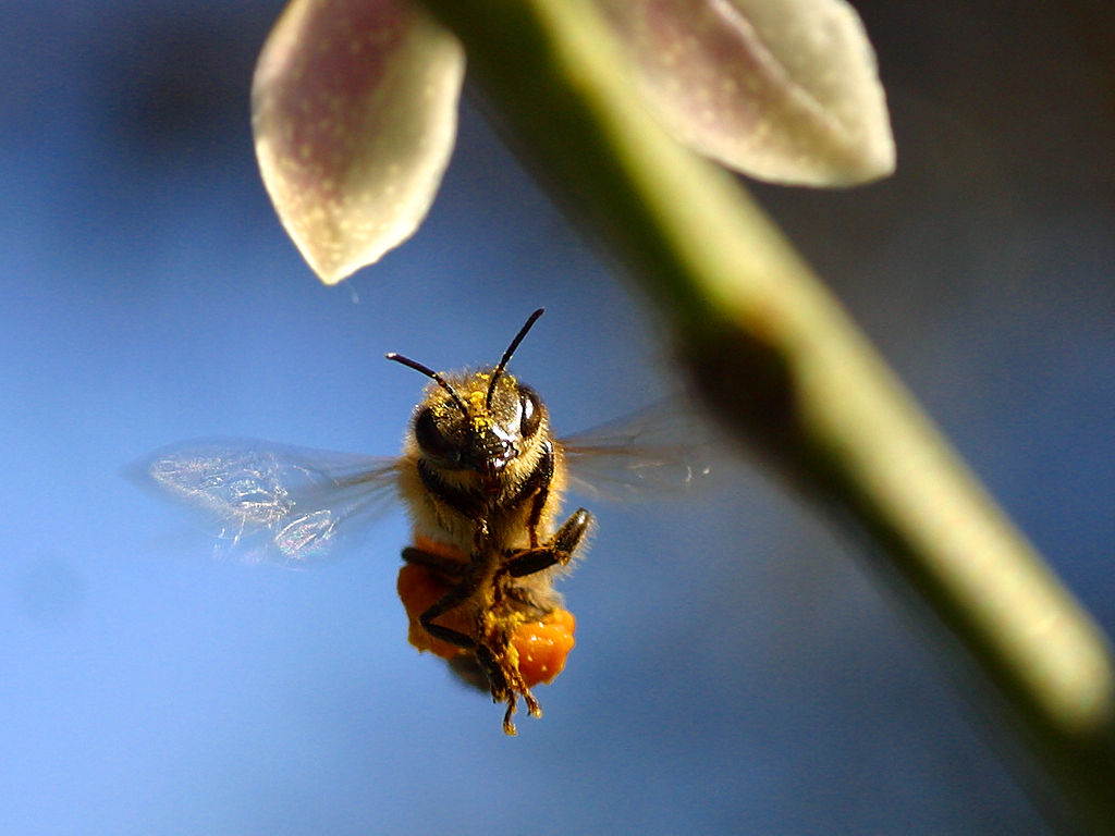 beeflyingfrompdphoto.jpg