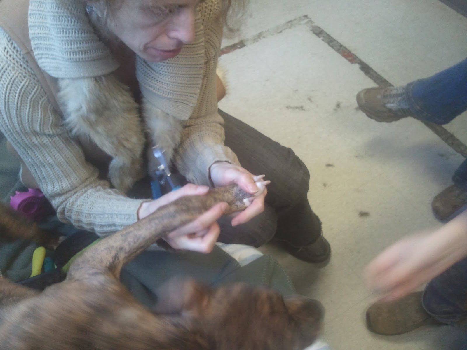 Hi Value Dog Treat Training Hi Value Dog Treat Training
