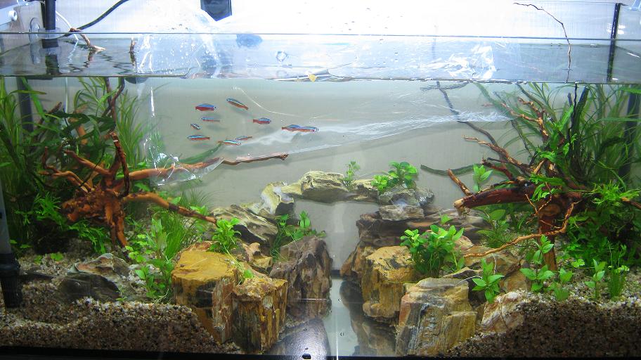 A NIGHT BY THE AQUARIUM New setup 2ft Tank