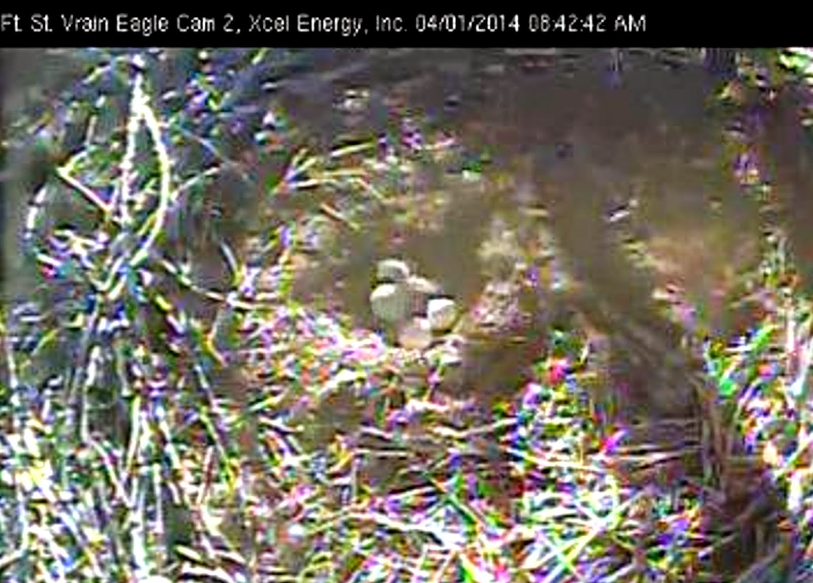 Raptor Resource Project Blog First Hatch at Fort St. Vrain!