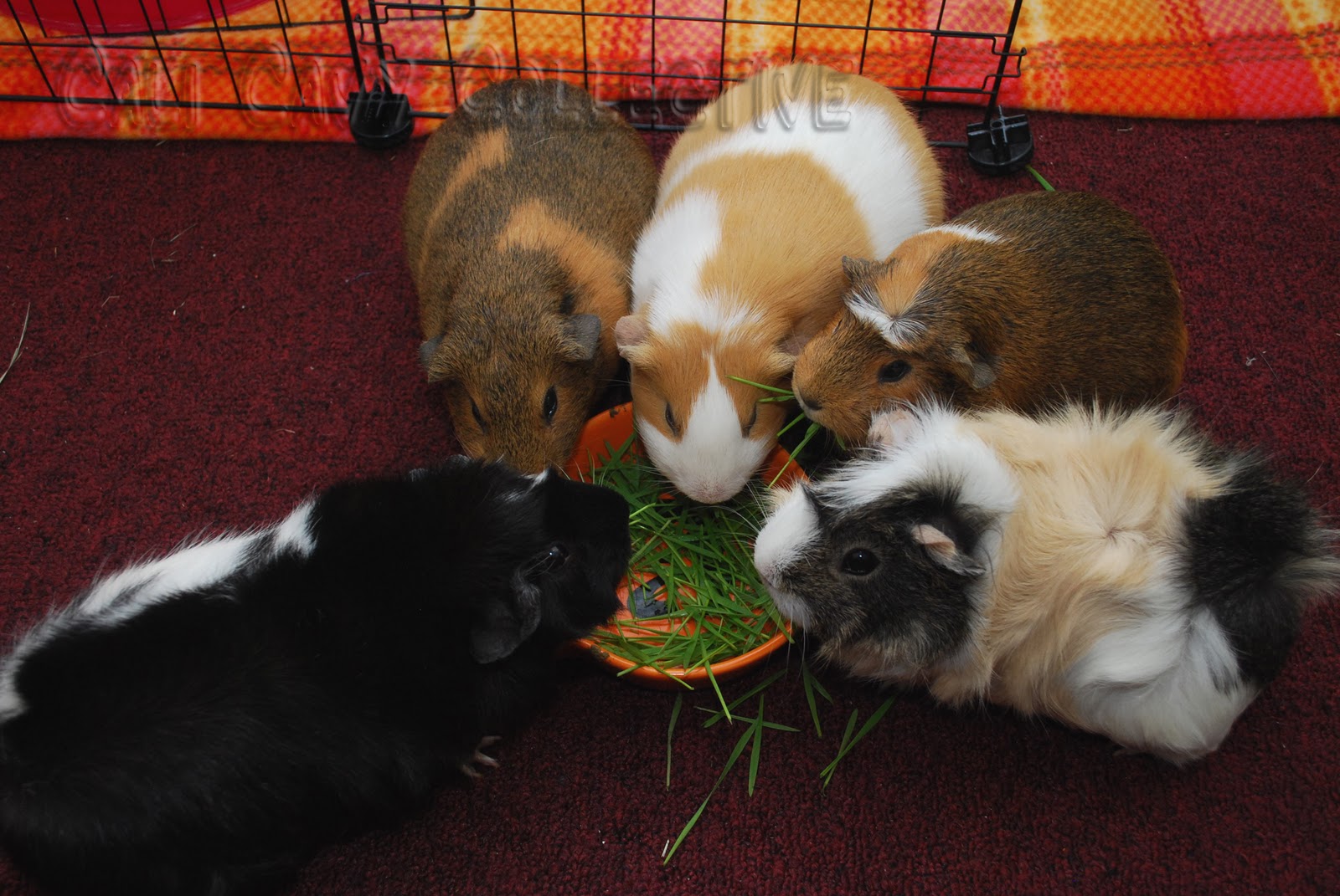 Cali Cavy Collective a blog about all things guinea pig Five guinea