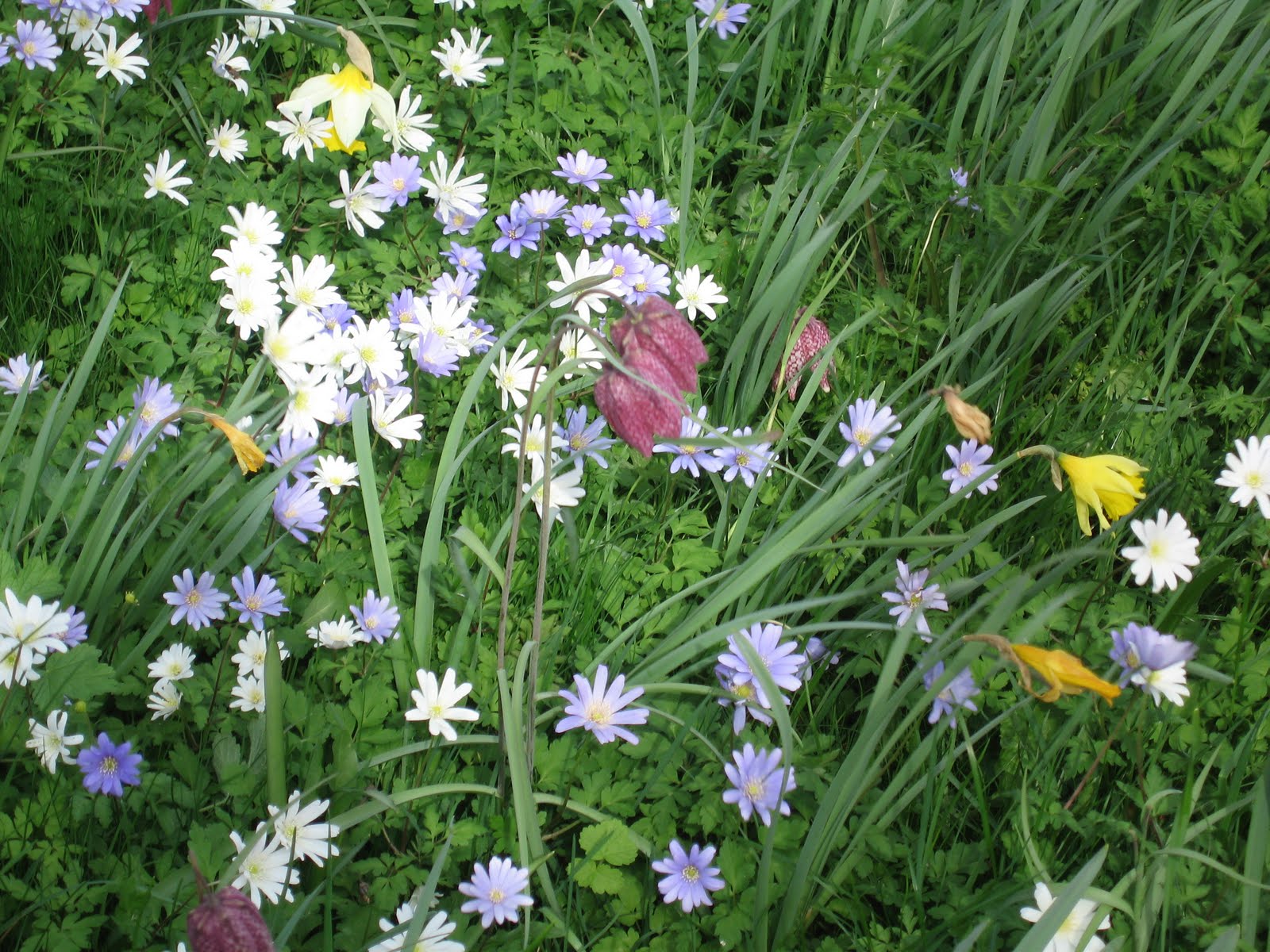 Blackwells+oxford+music