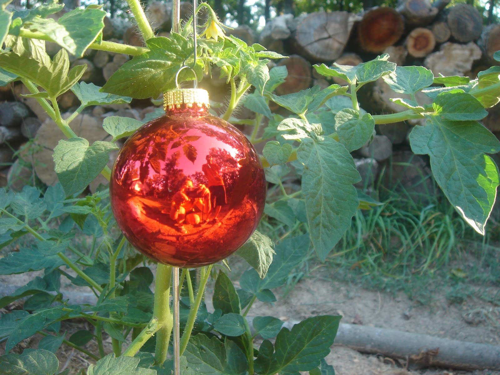 Our Neck of the Woods How To Stop Birds From Eating Your Tomatoes