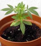Planta de Marihuana Planta de Marihuana