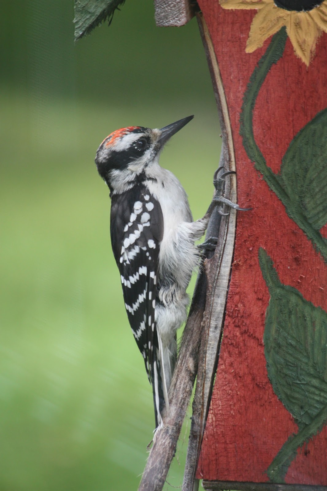Carol Steel: Hairy Woodpecker, Juvenile