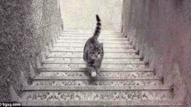 Η φωτογραφία που διχάζει το διαδίκτυο   Τελικά, η γάτα ανεβαίνει ή κατεβαίνει..; [βίντεο]