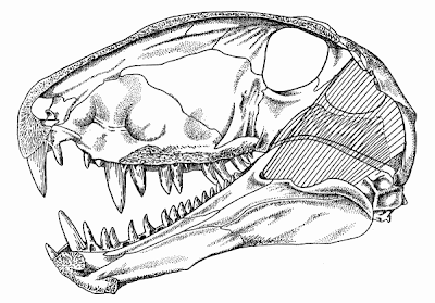 craneo de Dimetrodon