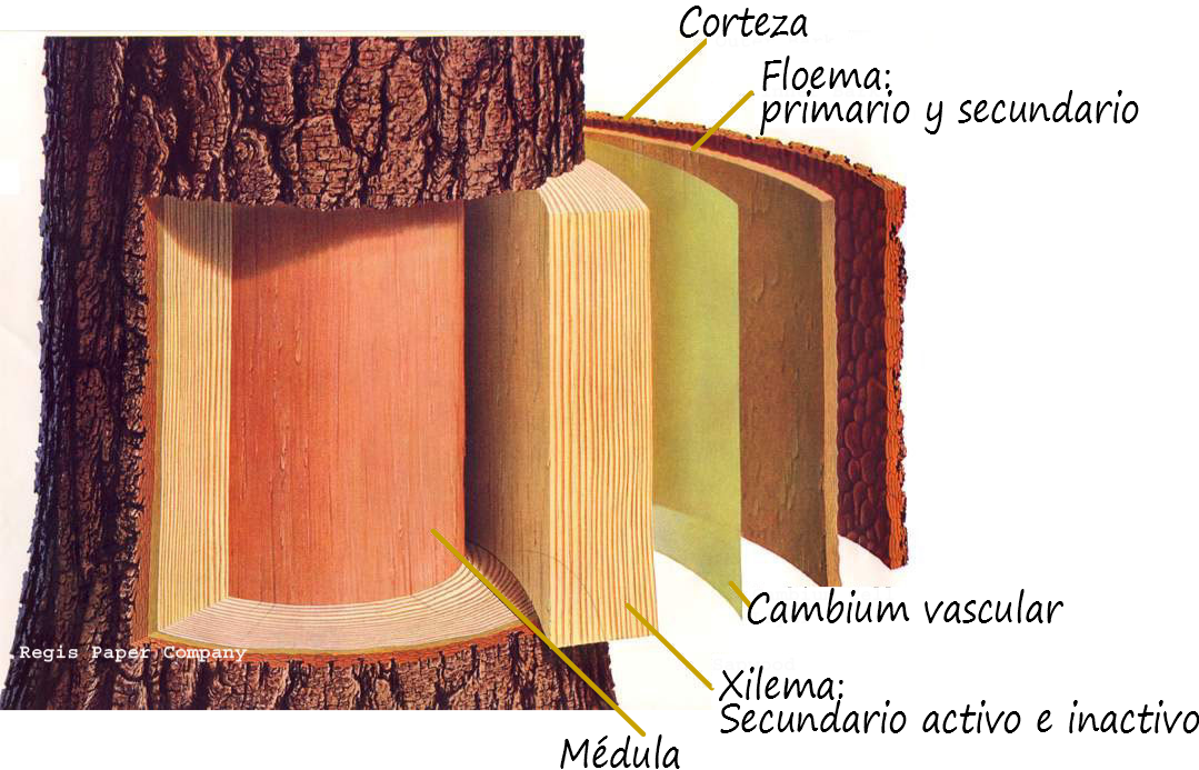 Ciencias de Joseleg Cambium de corcho y la corteza