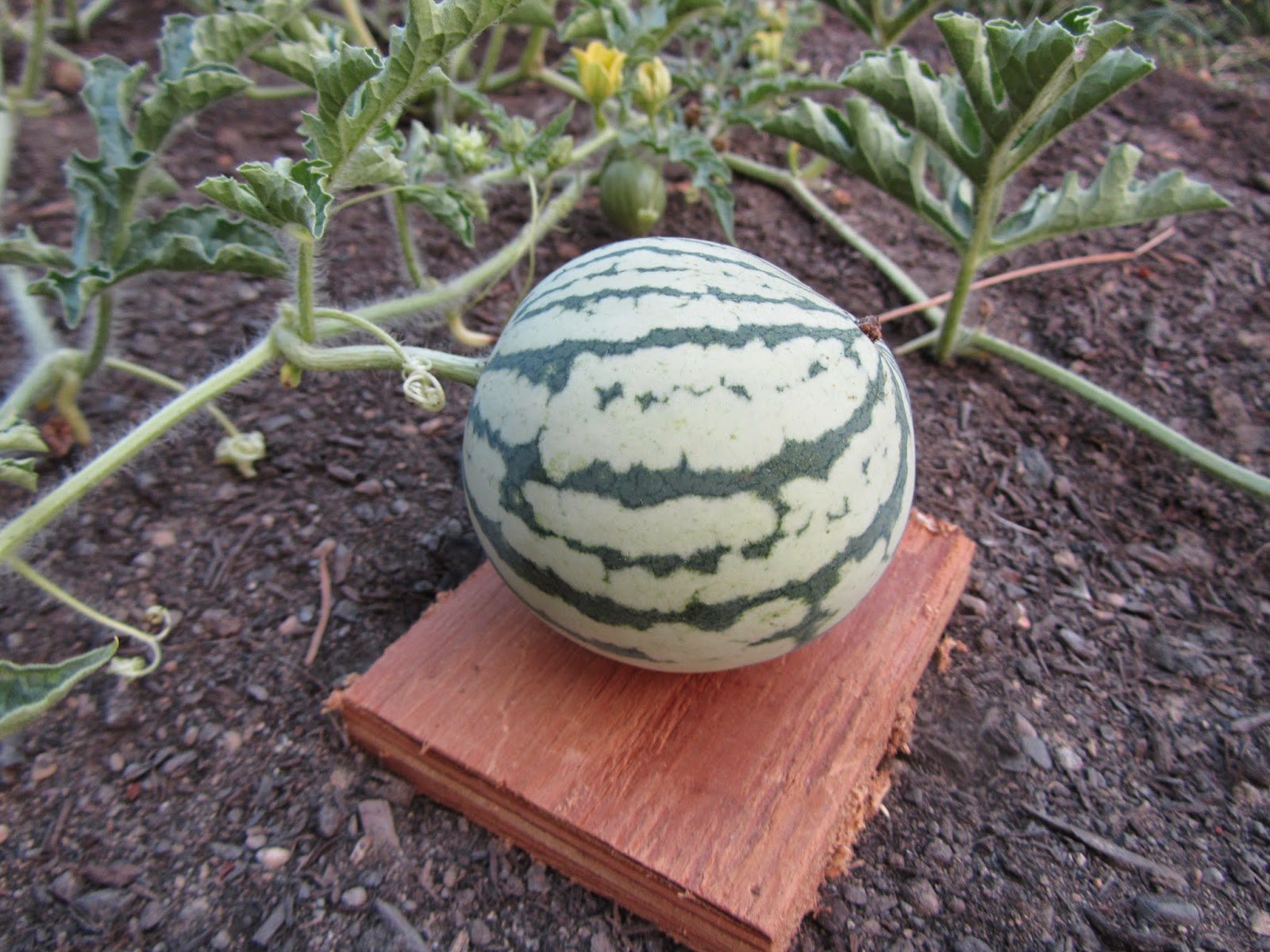Four Hills of Squash Watermelon Worries