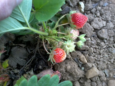 first strawberries of the season