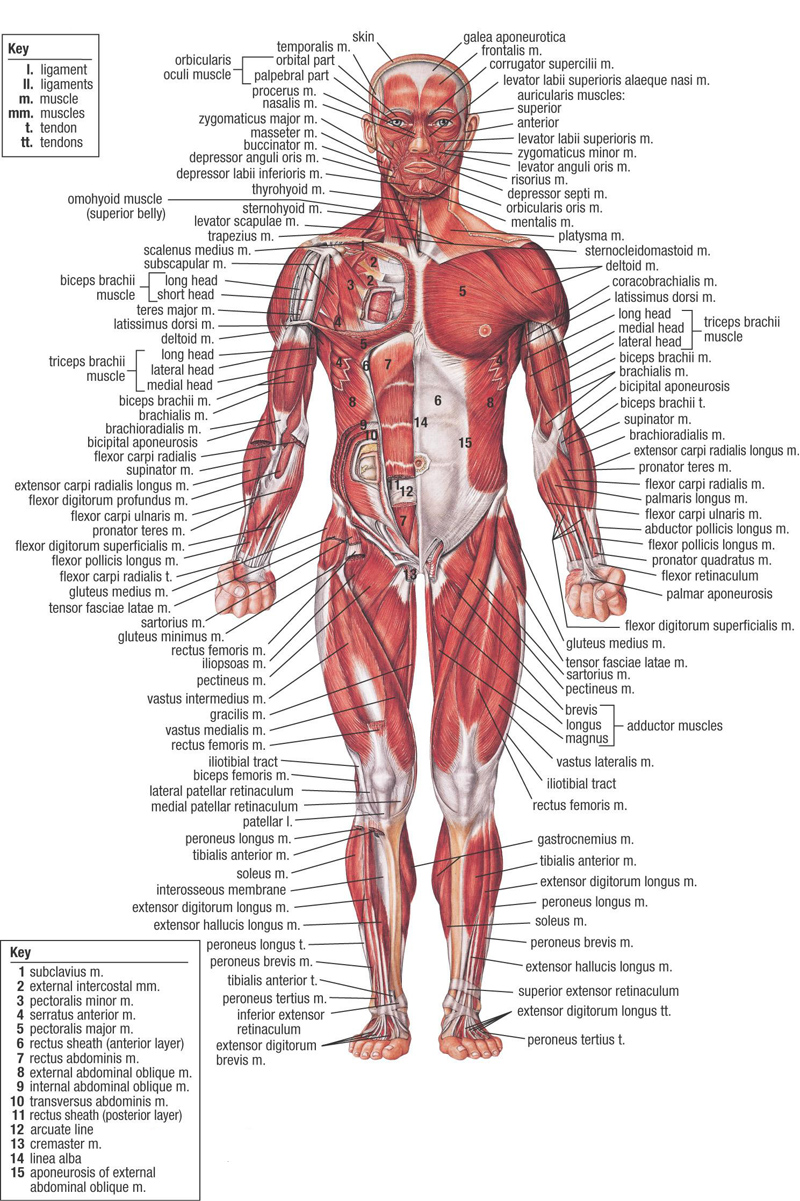 Surface Anatomy Of Human Body Pdf
