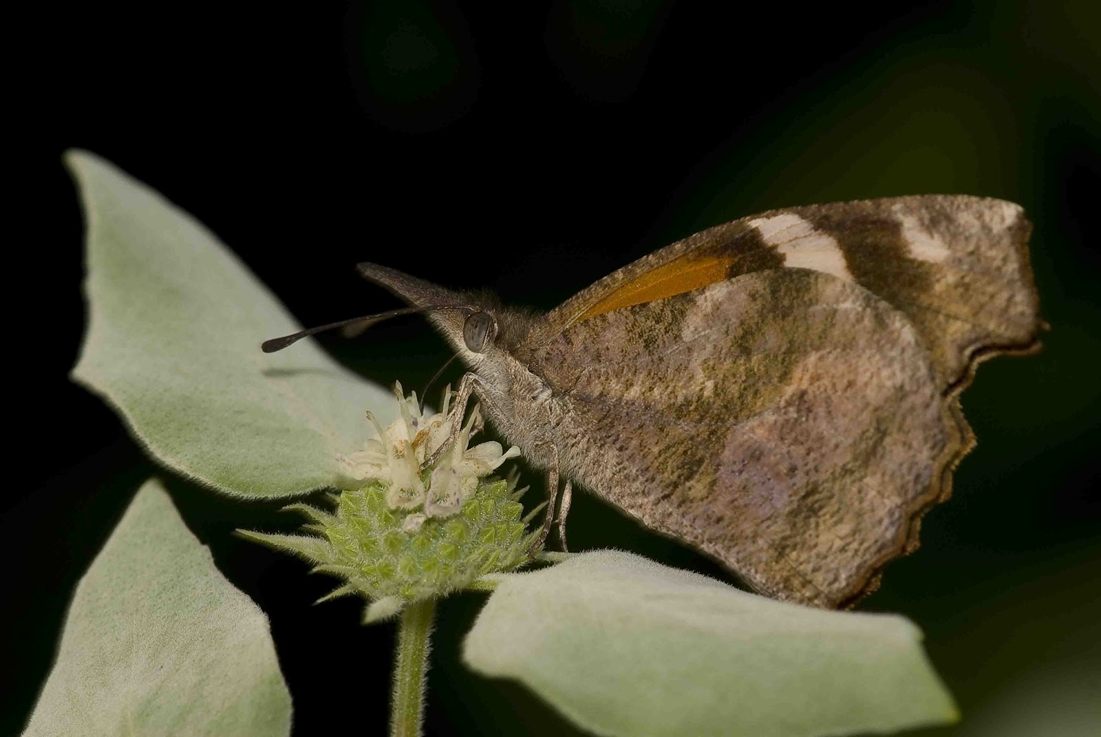 Kentucky Native Plant and Wildlife The absolute best native plants for attracting butterflies