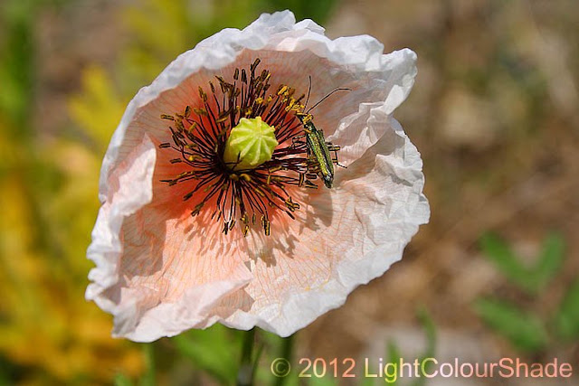 Pale salmon pink poppy with metallic green insect