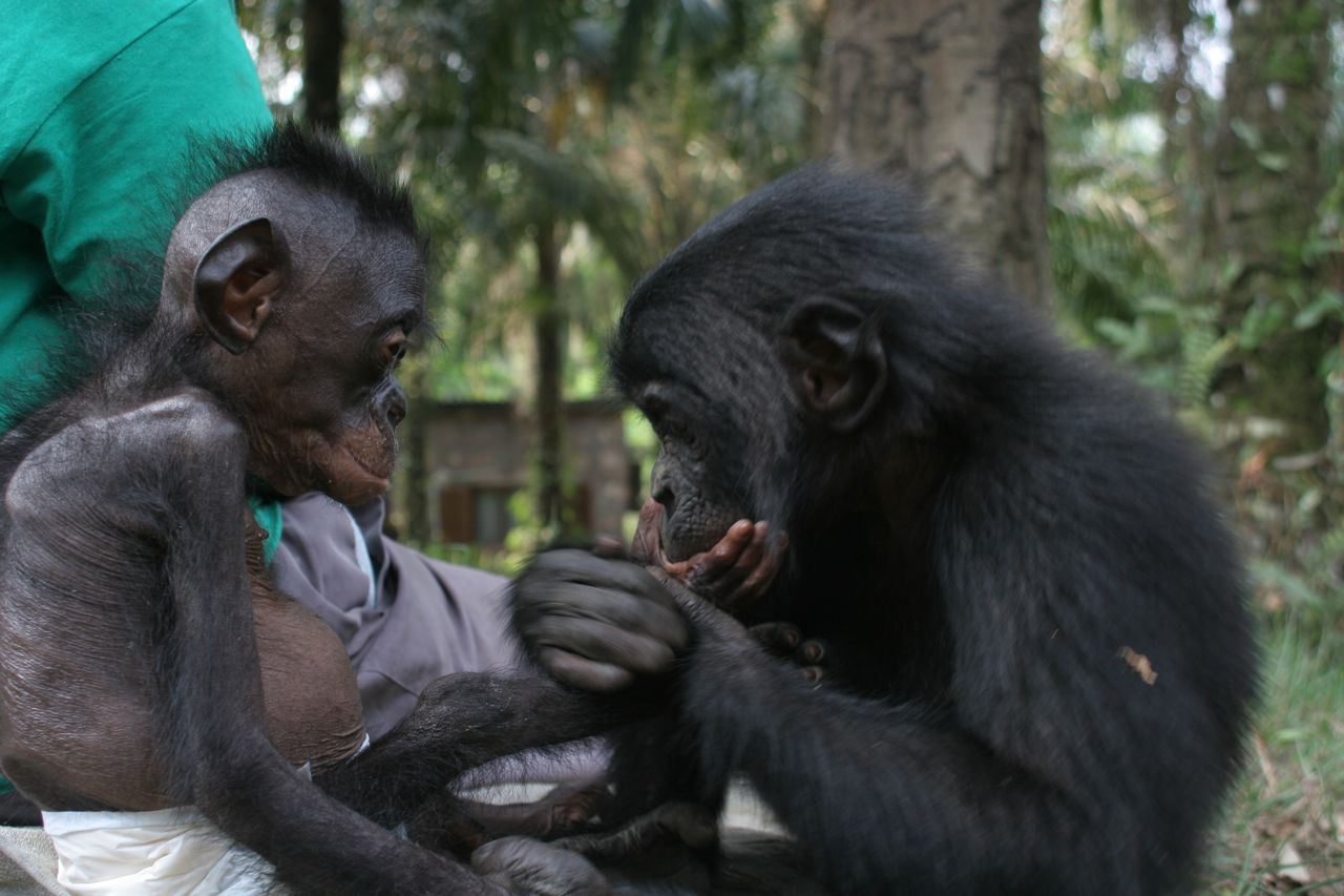 http://2.bp.blogspot.com/-wjumGEuzuh8/Tm0LK25rLGI/AAAAAAAAAFA/L5rVt0ydyak/s1600/bonobo-wallpapers-7-731063.jpg