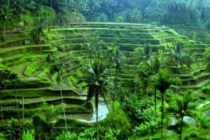 All About Beach  Ubud