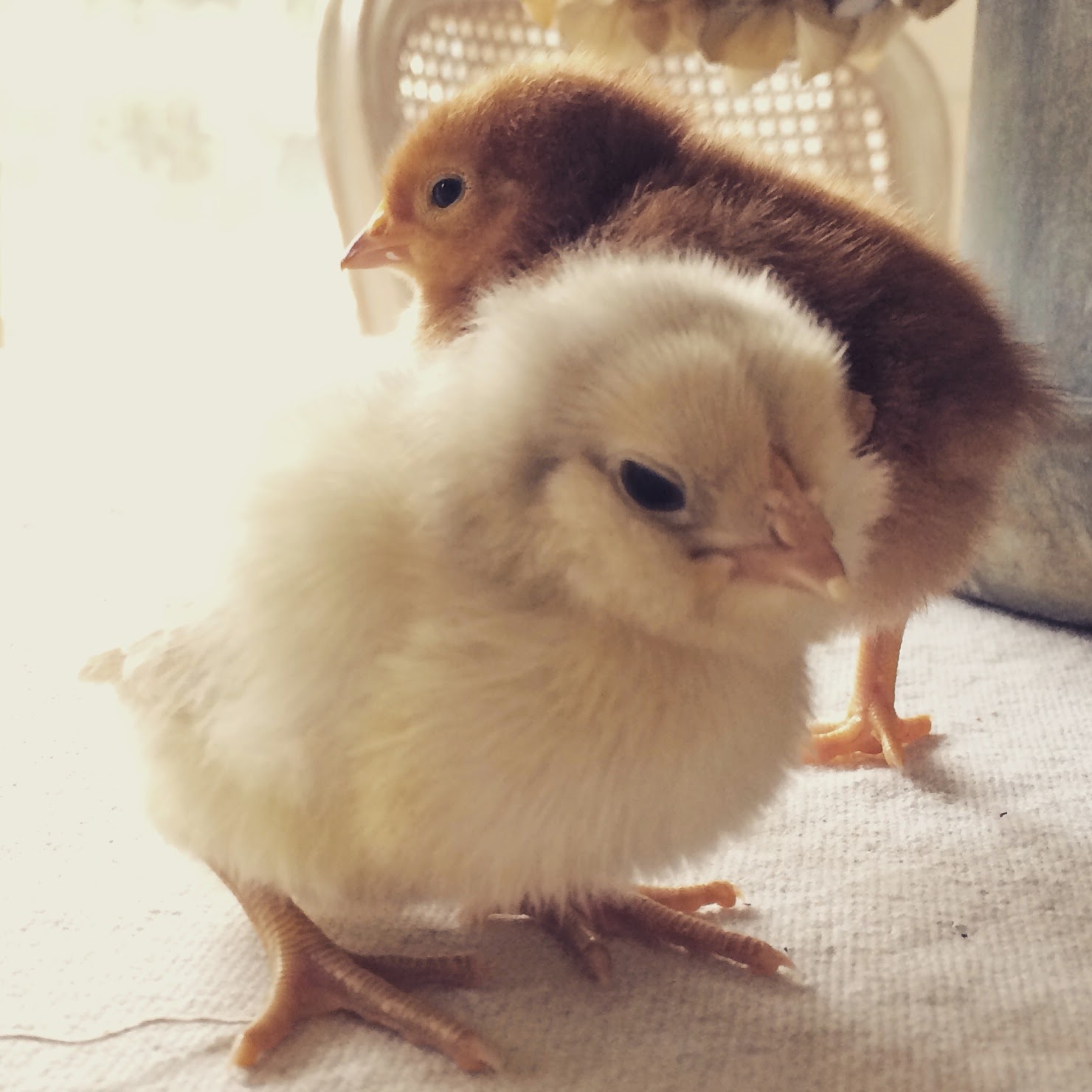 Little Farmstead If You've Ever Considered Having Chickens...