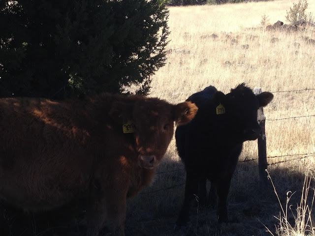 cows new mexico