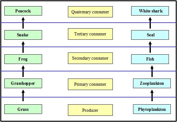 Year 5 Food Chain Food Web