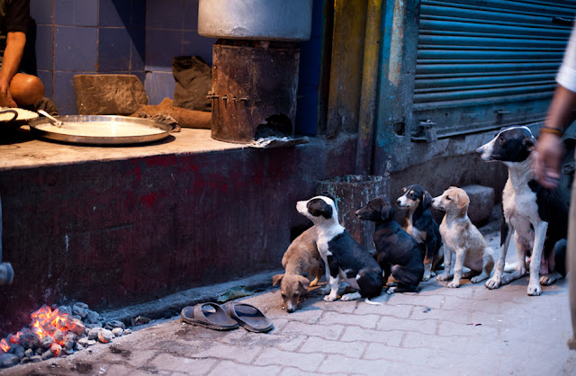psy oczekujące że coś im skapnie / Varnasi Indie