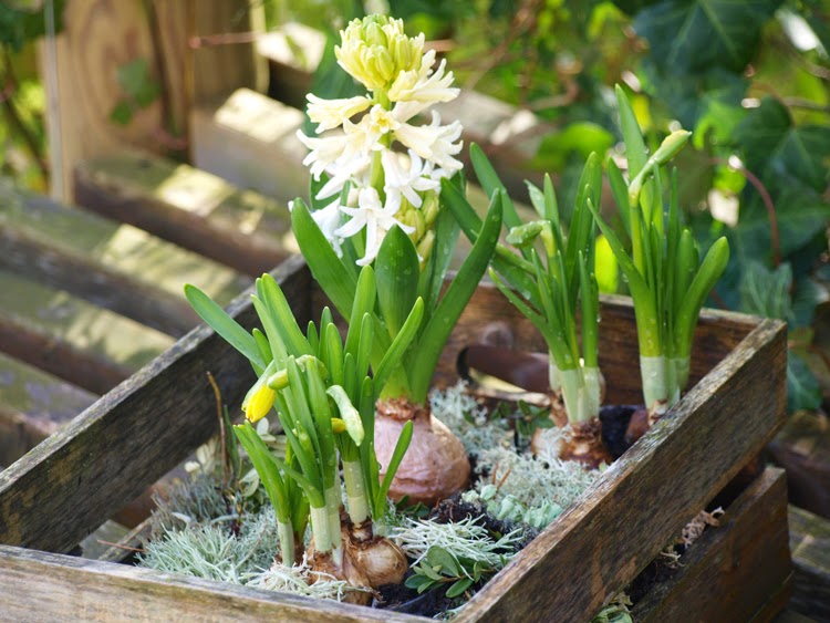 Haveplaner og plantebegejstring: marts 2015