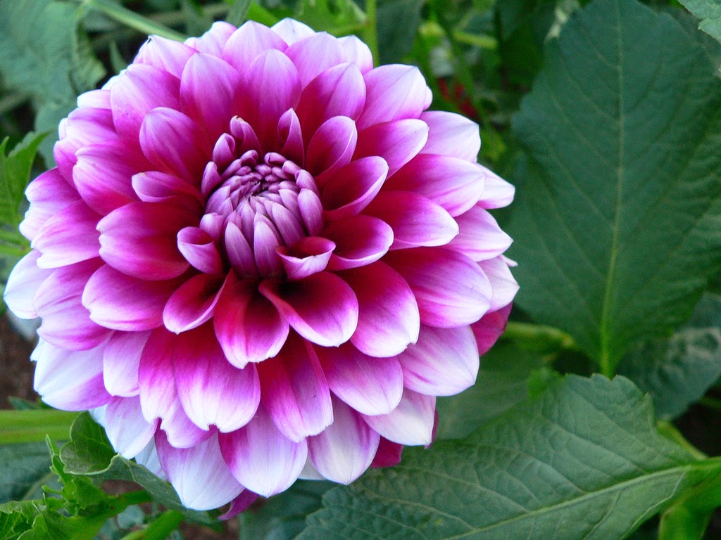 Cottage Grove Garden Club Dahlias
