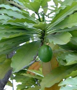海檬果樹木簡介及賞樹情報 園藝部落格 Igarden 花寶愛花園園藝文摘plus