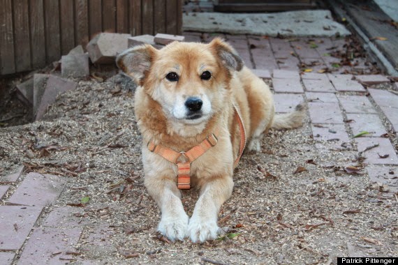 Der Streuselsturm Chaos Sonya, der Google Maps Hund