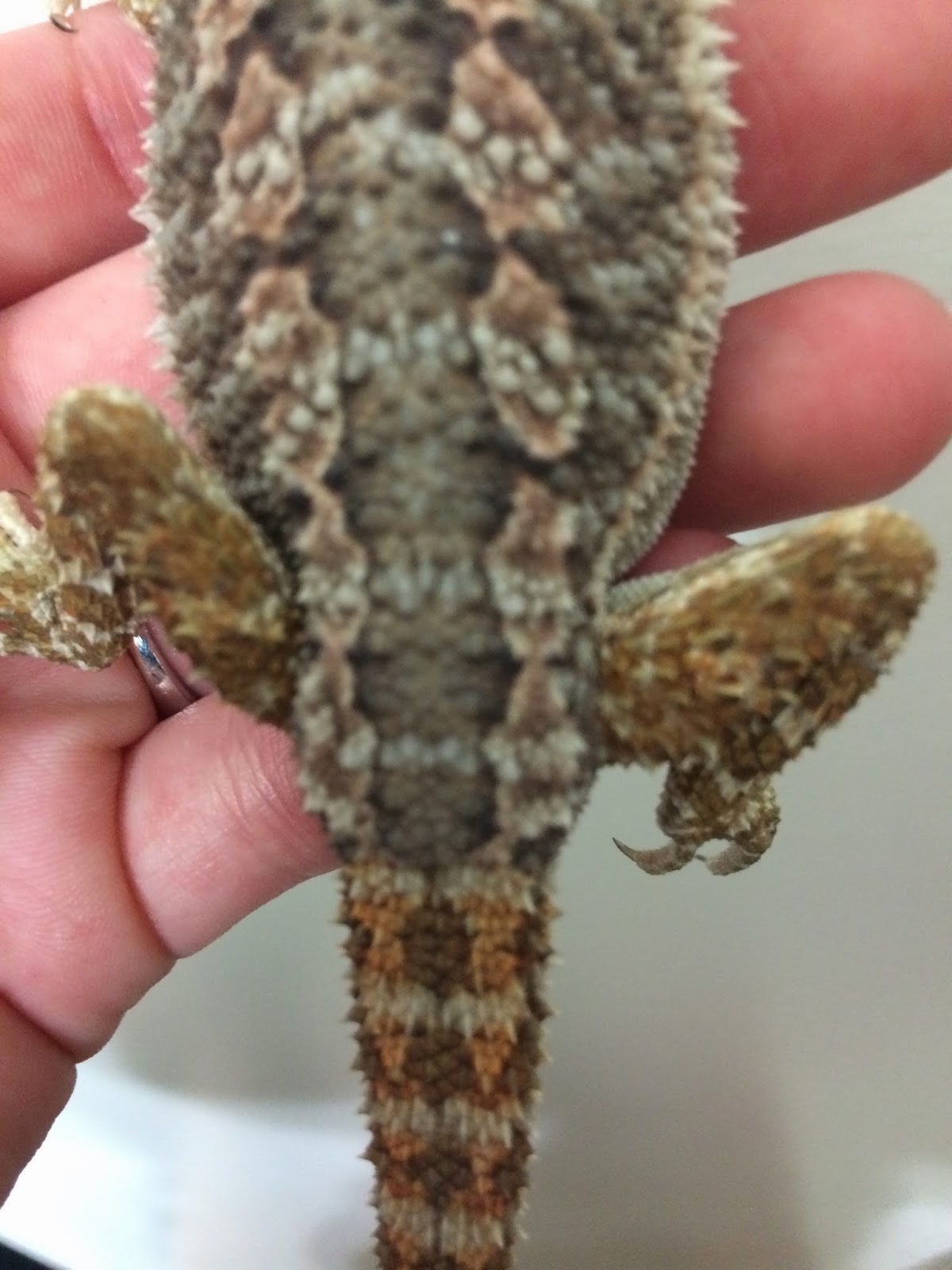 shedding-bearded-dragon-09.jpg shedding-bearded-dragon-09.jpg