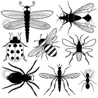 Bugs Coloring Page Bugs Coloring Page