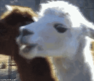 funny-gif-llama-chewing-look.gif