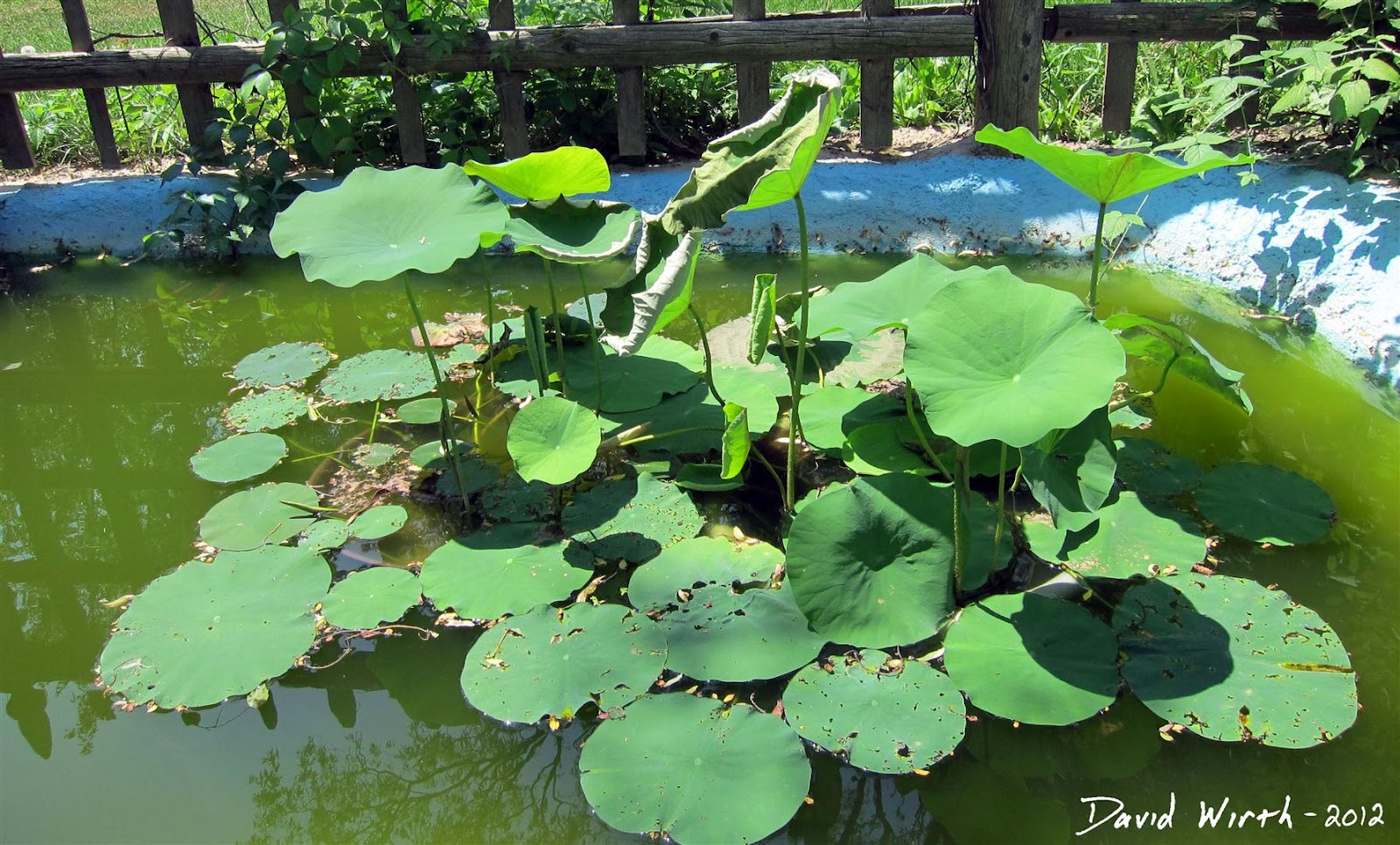 How to Grow a Lotus Plant