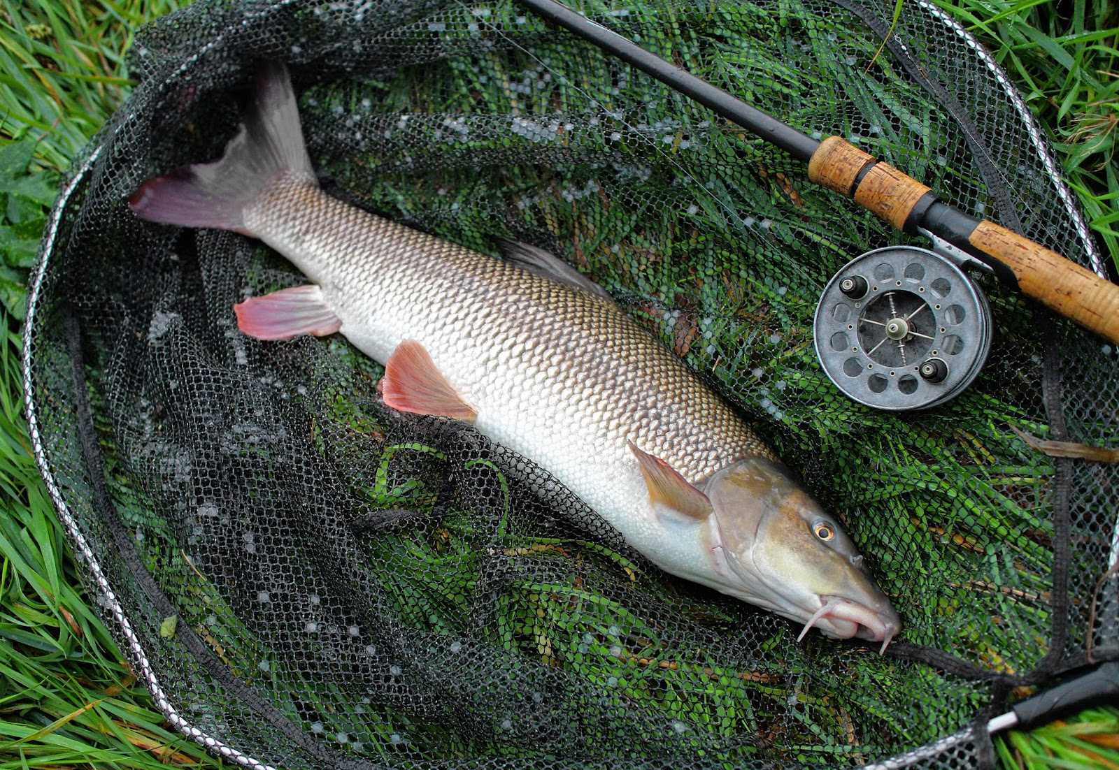 Vince Cater Angling Adventures Are there any Barbel left on the