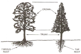 Anatomy of a Tree